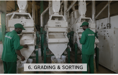 Step 6 — grading and sorting the milled rice